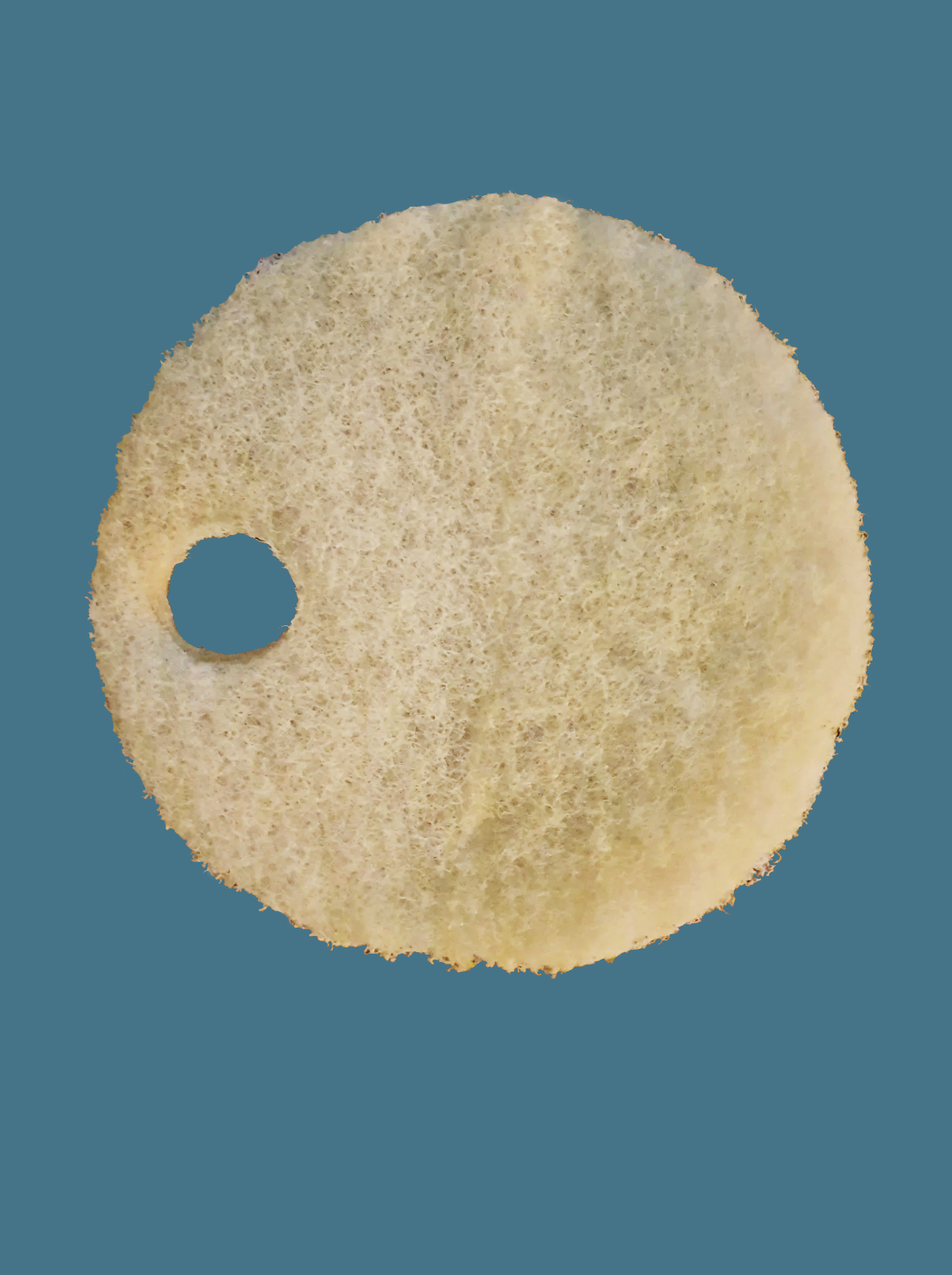 Nautilus Water Plant - Limited Availability - On Sale While Inventory Lasts